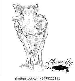 African Hog, realistic wild animal sketch, vector illustration
