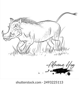 African Hog, realistic wild animal sketch, vector illustration