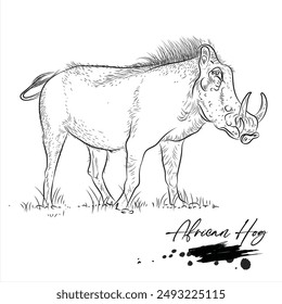 African Hog, realistic wild animal sketch, vector illustration