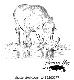 African Hog, realistic wild animal sketch, vector illustration