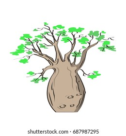 African iconic tree, baobab tree. Adansonia gregorii