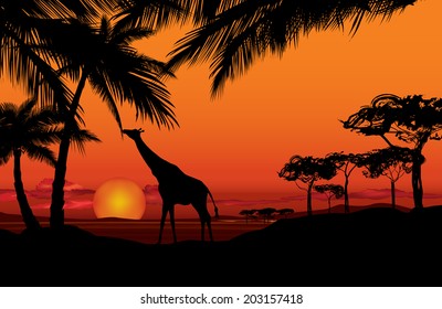 African landscape with animal silhouette. Savanna sunset background.