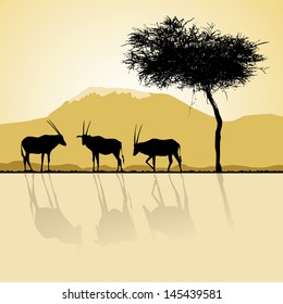 African landscape flora and fauna in sunset time with antelopes. 