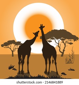 African landscape with pair of giraffes in the wild at sunset