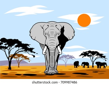 African landscape with summer sun and walking elephant