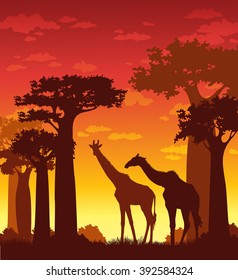 African landscape. Vector silhouette of giraffes and baobabs on a sunset sky. Natural illustration.