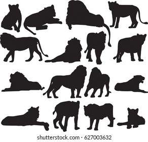 African lion and Asian lion silhouette contour
