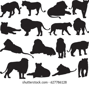 African lion and Asian lion silhouette contour