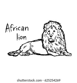african lion lying - vector illustration sketch hand drawn with black lines, isolated on white background