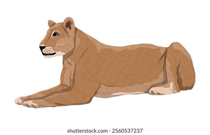 African lioness resting lying down. Realistic vector animal