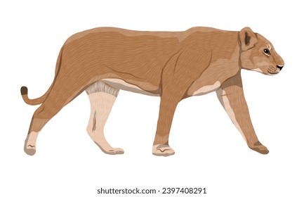 African lioness side view. Realistic vector animal