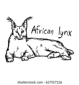 african lynx - vector illustration sketch hand drawn with black lines, isolated on white background