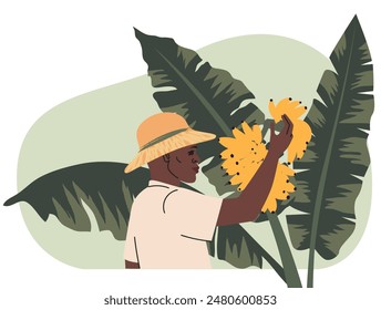 African man in straw hat collects bananas from palm. Illustration of banana picking. Fairtrade banana farmer