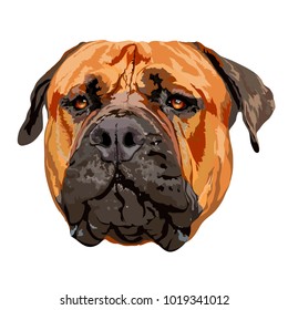 African mastiff portrait