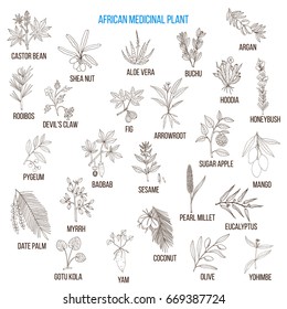 African medicinal plants. Hand drawn vector set of medicinal plants