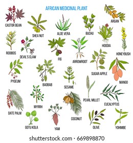 African medicinal plants. Hand drawn vector set of medicinal plants