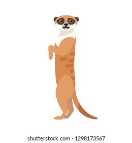 African meerkat isolated on white background. Portrait of cute wild watchful predatory animal. Gorgeous exotic desert species, fauna of Africa. Colorful vector illustration in flat cartoon style.