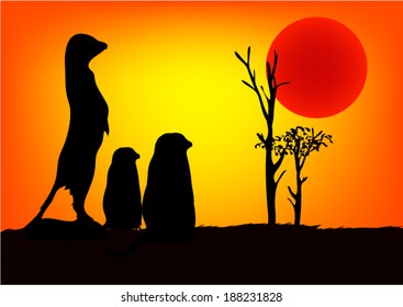 African Meerkat at sunset. Vector.