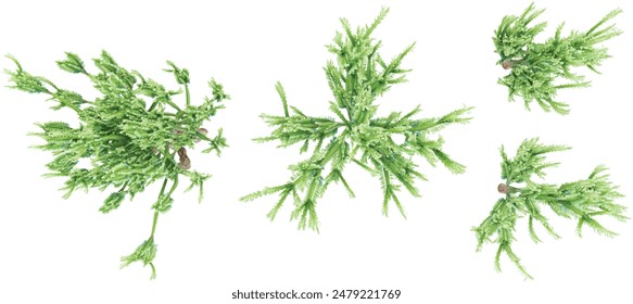 African milk Trees isolated on white background, tropical trees isolated used for architecture .top view side