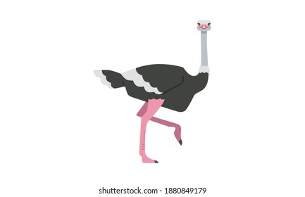 African native animal common ostrich large flightless and long legged fast runner bird flat style vector illustration isolated on white background 