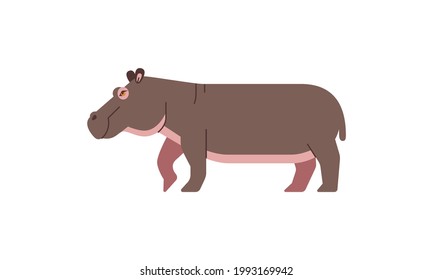 African native animal the hippo or hippopotamus (Hippopotamus amphibius) side angle view, flat style vector illustration isolated on white background