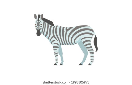 African native animal zebra (Equus quagga) side angle view, flat style vector illustration isolated on white background