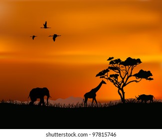 African nature