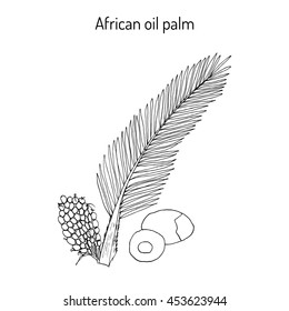 African oil palm (Elaeis guineensis), or macaw-fat. Hand drawn botanical vector illustration
