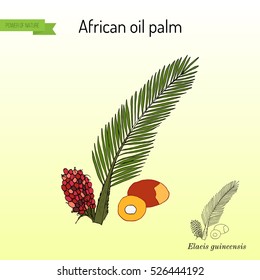 African oil palm (Elaeis guineensis), or macaw-fat. Hand drawn botanical vector illustration