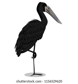 African Openbill Cartoon Bird