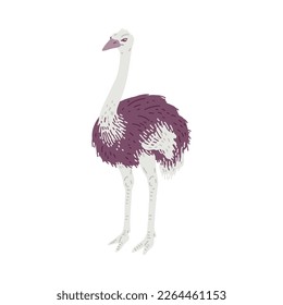 African Ostrich bird with long neck, flat cartoon vector illustration isolated on white background. African Ostrich bird icon or symbol in flat simple style.