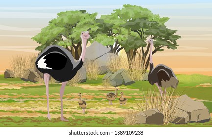 African ostrich and chicks walks on the savannah. Bush and mountains. Wildlife of Africa. Realistic vector landscape.