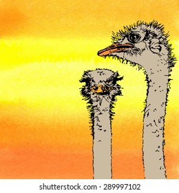 African ostrich on an watercolor orange background