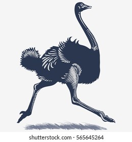 African ostrich running through the grass, in the blue color, illustration, vector