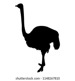 African ostrich standing of black silhouette on white background. Vector illustration.