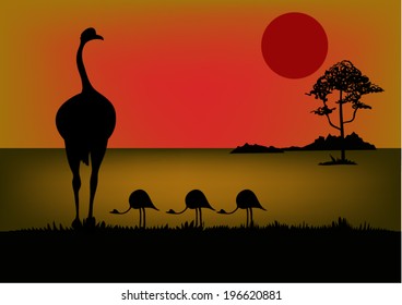 African ostrich vector.