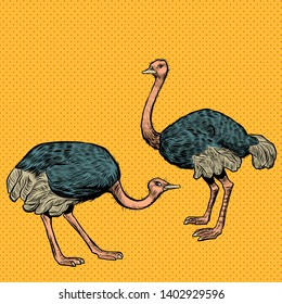 African ostriches, wild and farm animals. Pop art retro vector illustration vintage kitsch
