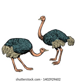 African ostriches, wild and farm animals. Pop art retro vector illustration vintage kitsch