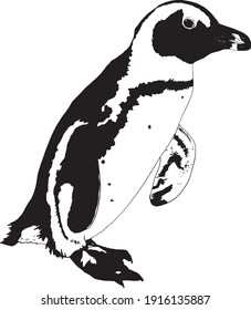 African Penguin (Cape Penguin), Hand Drawn Vector Illustration, Black And White Ink Drawing