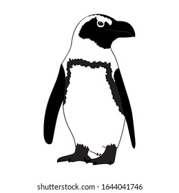 African penguin isolated on white background. Vector illustration. 