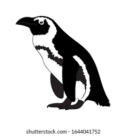 African penguin isolated on white background. Vector illustration. 