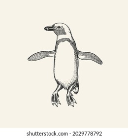 African penguin Magellanic Humboldt Galapagos chick. Cute small animal. Vector graphics black and white drawing. Hand drawn sketch. Aquatic flightless bird. 