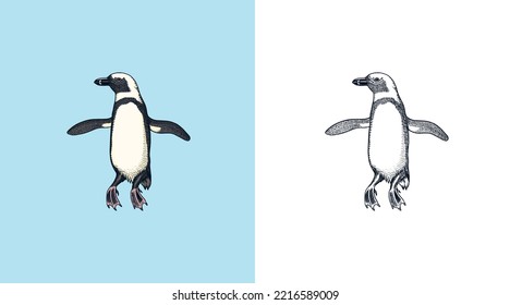 African penguin Magellanic Humboldt Galapagos chick. Cute small animal. Vector graphics black and white drawing. Hand drawn sketch. Aquatic flightless bird. 