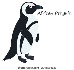 African Penguin (Spheniscus demersus) cute animal in colorful cartoon style isolated on white background. Vector graphics. Penguin with clean black and white markings and a sharply pointed black beak.