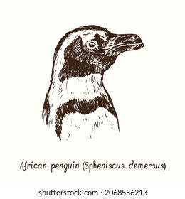 African penguin (Spheniscus demersus) face portrait side view. Ink black and white doodle drawing in woodcut style.