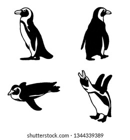 African Penguin Vector Illustration Hand Drawn Animal Cartoon Art