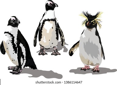 African penguins and Rockhopper Penguins Vector