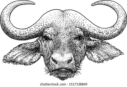 African portrait buffalo illustration, drawing, engraving, ink, line art, vector