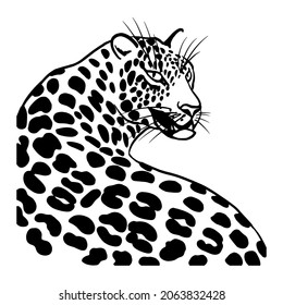 African predator leopard black white graphics vector illustration isolated. Wild cat tattoo, print for t-shirt, textiles.