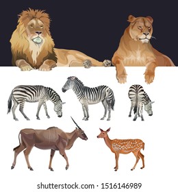 African predators and herbivores: lions, zebras and antelopes. Food chain animals. Vector illustration isolated on white background